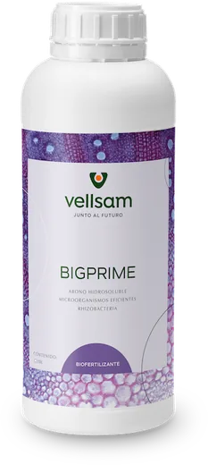 Envase de Bigprime